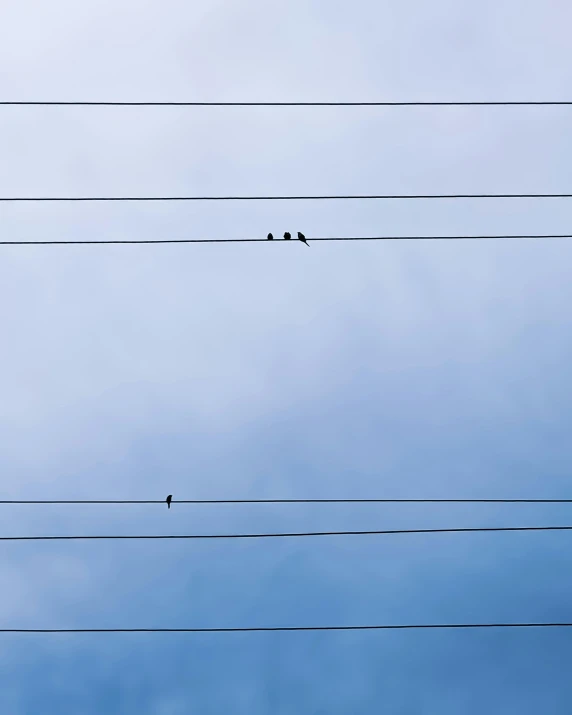 a group of birds sitting on top of power lines, by Alison Geissler, trending on pexels, postminimalism, minimalist photo, ilustration, threes, 33mm photo