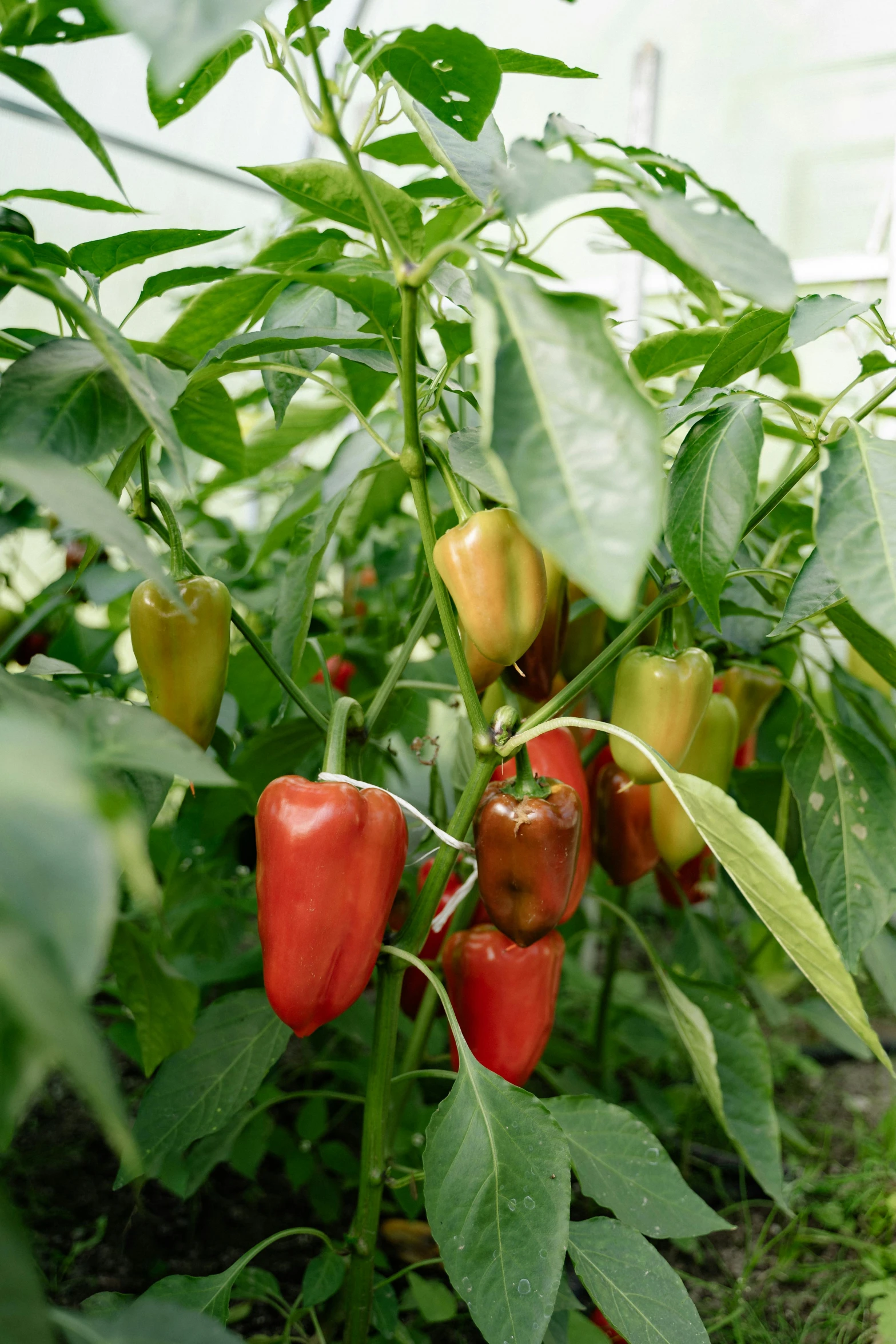 red and yellow peppers growing in a greenhouse, by Jakob Emanuel Handmann, 2 5 6 x 2 5 6 pixels, ap photo, bells, contain