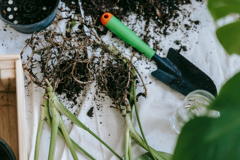 a table topped with potted plants and gardening tools, unsplash, process art, roots and hay coat, thumbnail, digging, close up image