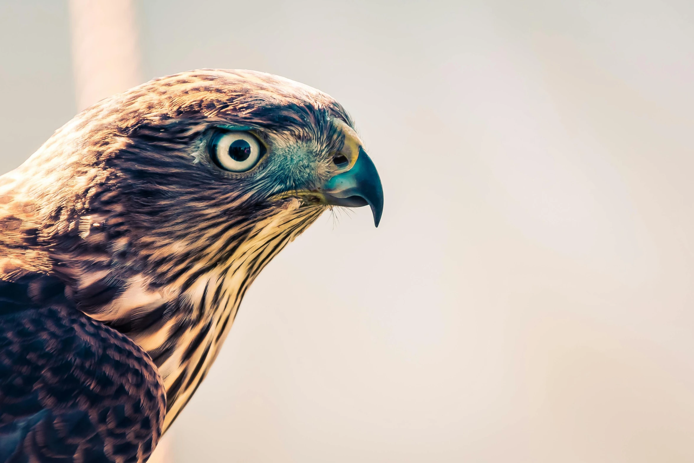 a close up of a bird of prey, by Adam Marczyński, pexels contest winner, colour corrected, portrait”, instagram post, in profile