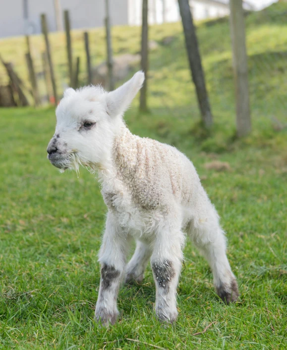 a baby lamb standing on top of a lush green field, slide show, olivia kemp, no cropping, small