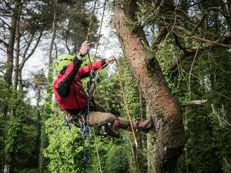 a man that is on a rope in the air, climbing a tree, worksafe. instagram photo, arney freytag, official photos