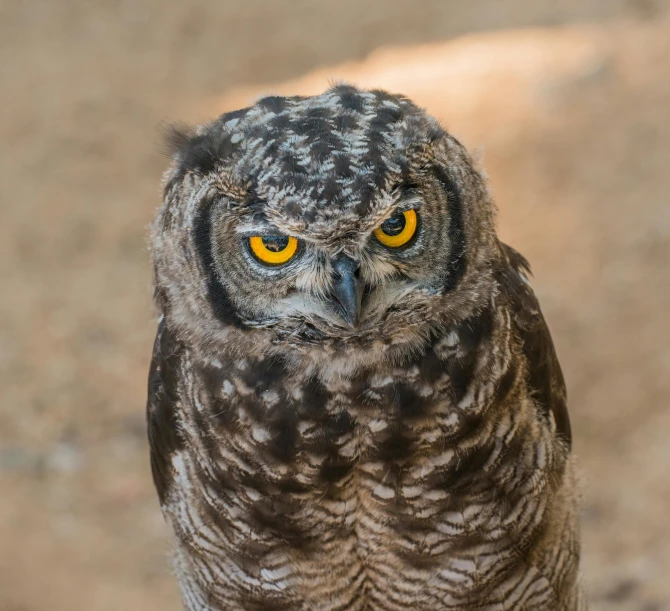 a close up of an owl with yellow eyes, african sybil, shot on sony a 7, bird's eye, annoyed