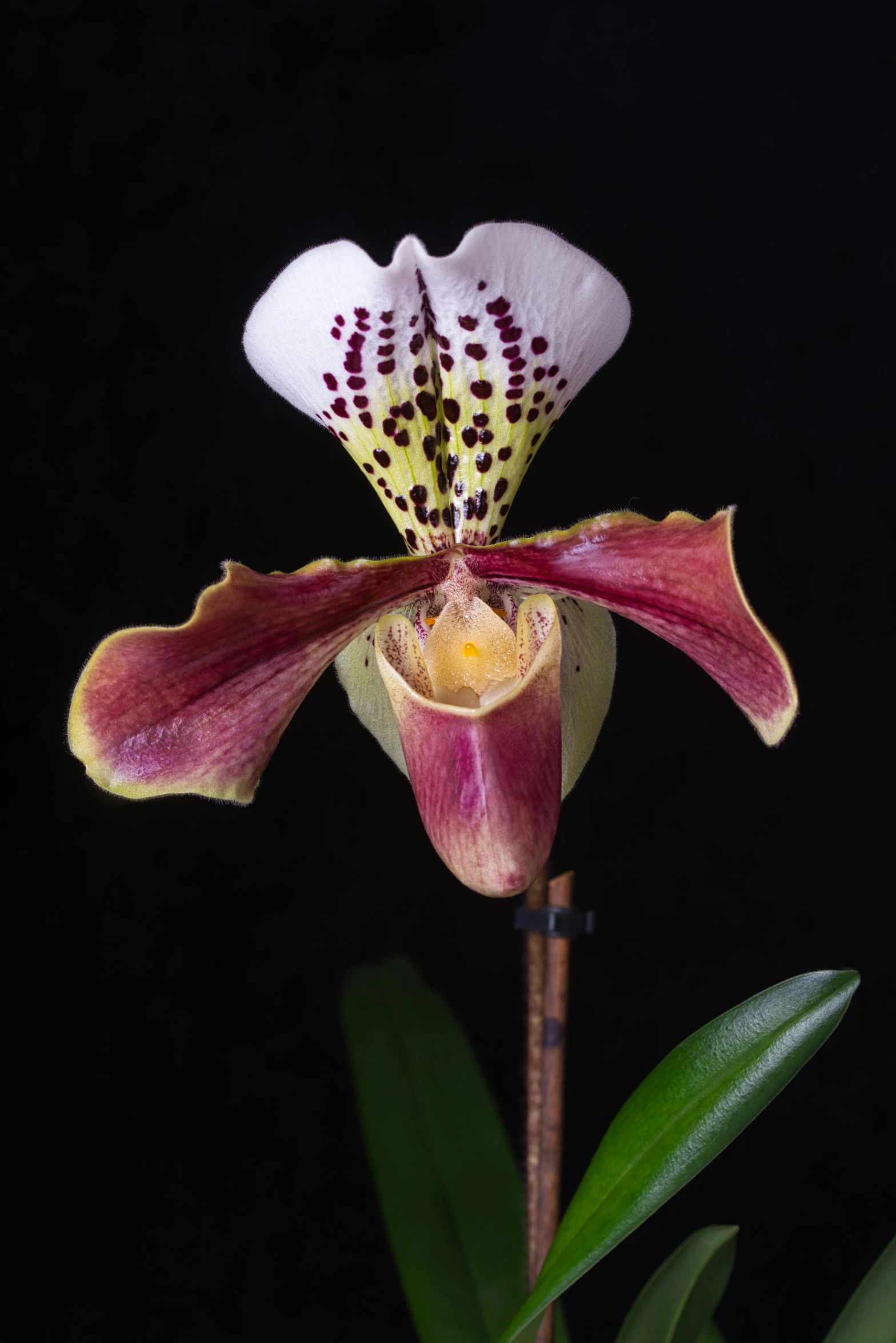 a close up of a flower on a stem, a portrait, by Dave Melvin, moth orchids, medium wide front shot, queen jezebel, dark sienna and white