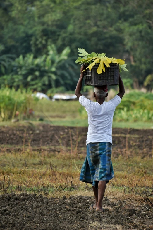 a woman walking in a field carrying a basket on her head, by Rajesh Soni, big leaves, photo of a man, delivering parsel box, bangladesh