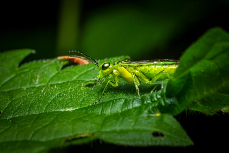 a close up of a green grasshopper on a leaf, a macro photograph, pexels contest winner, some fireflies, avatar image, high resolution photo, close full body shot