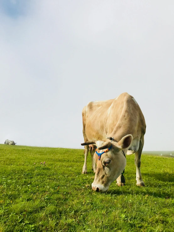 a cow standing on top of a lush green field, posing for a picture