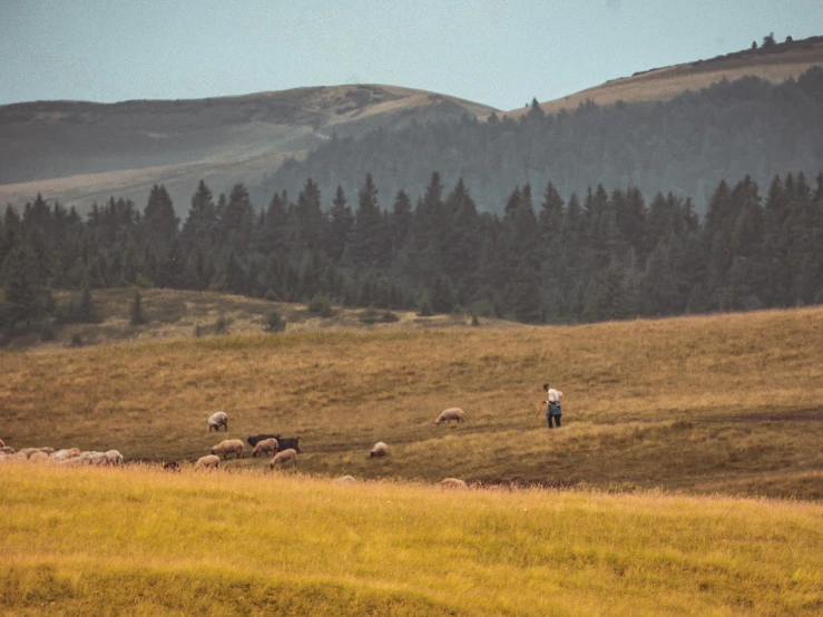 a man standing in a field with a herd of sheep, by Emma Andijewska, pexels contest winner, post-impressionism, carpathian mountains, panoramic view of girl, people at work, brown