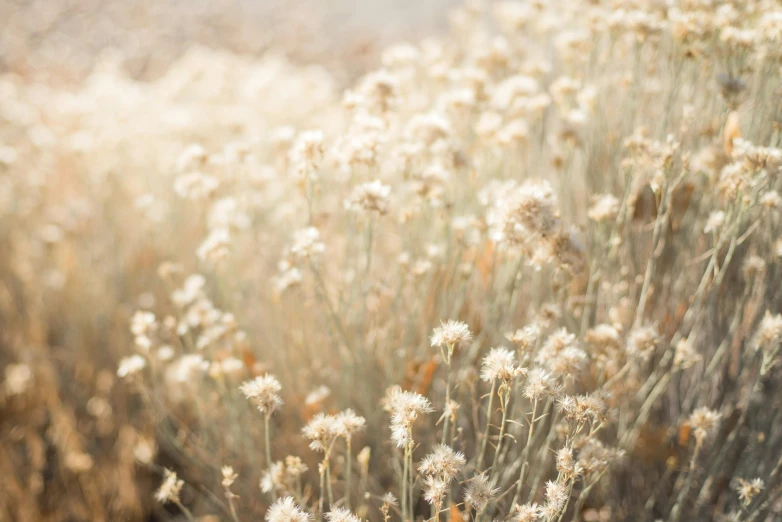 a close up of a bunch of flowers in a field, inspired by Elsa Bleda, trending on unsplash, australian tonalism, gradient brown to silver, tumbleweed, light glare, medium format. soft light