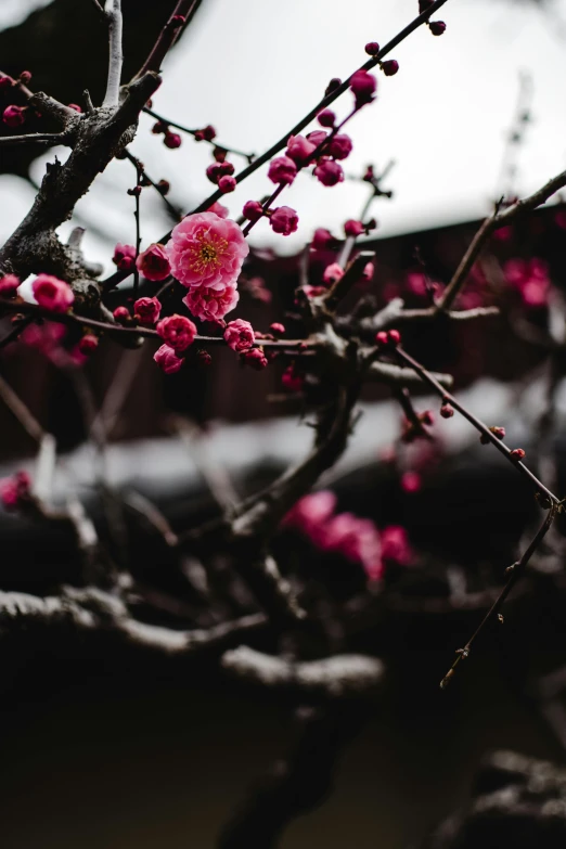 a close up of a tree with pink flowers, inspired by Itō Jakuchū, trending on unsplash, fruit, winter, black, maroon