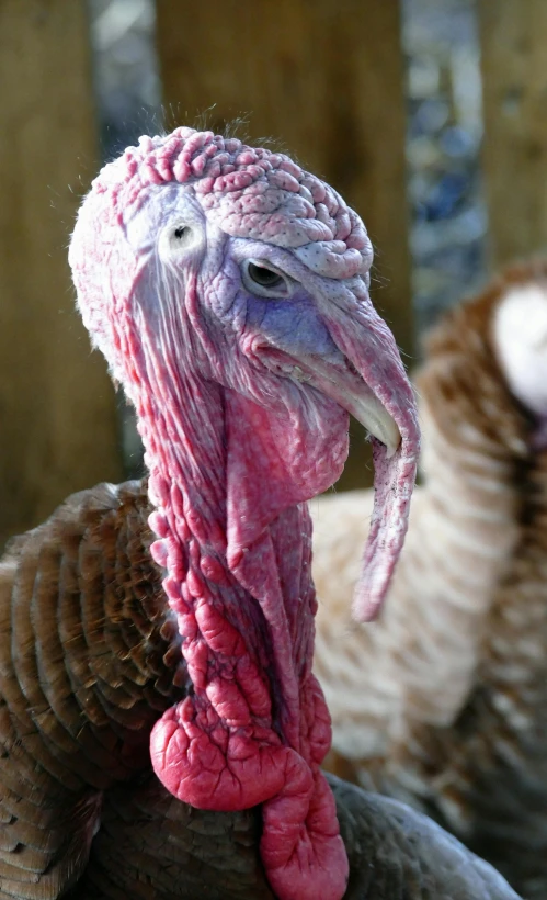 a couple of turkeys standing next to each other, a portrait, flickr, closeup photograph, no cropping, shaven, multicoloured