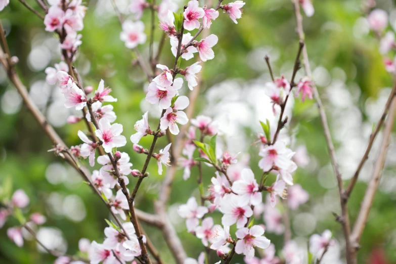 a close up of a tree with pink flowers, by Lilia Alvarado, unsplash, arabesque, peaches, food, “ iron bark, white and pink