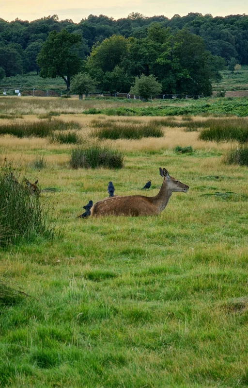 a herd of deer sitting on top of a lush green field, there are birds on her head, people resting on the grass, slide show, yorkshire