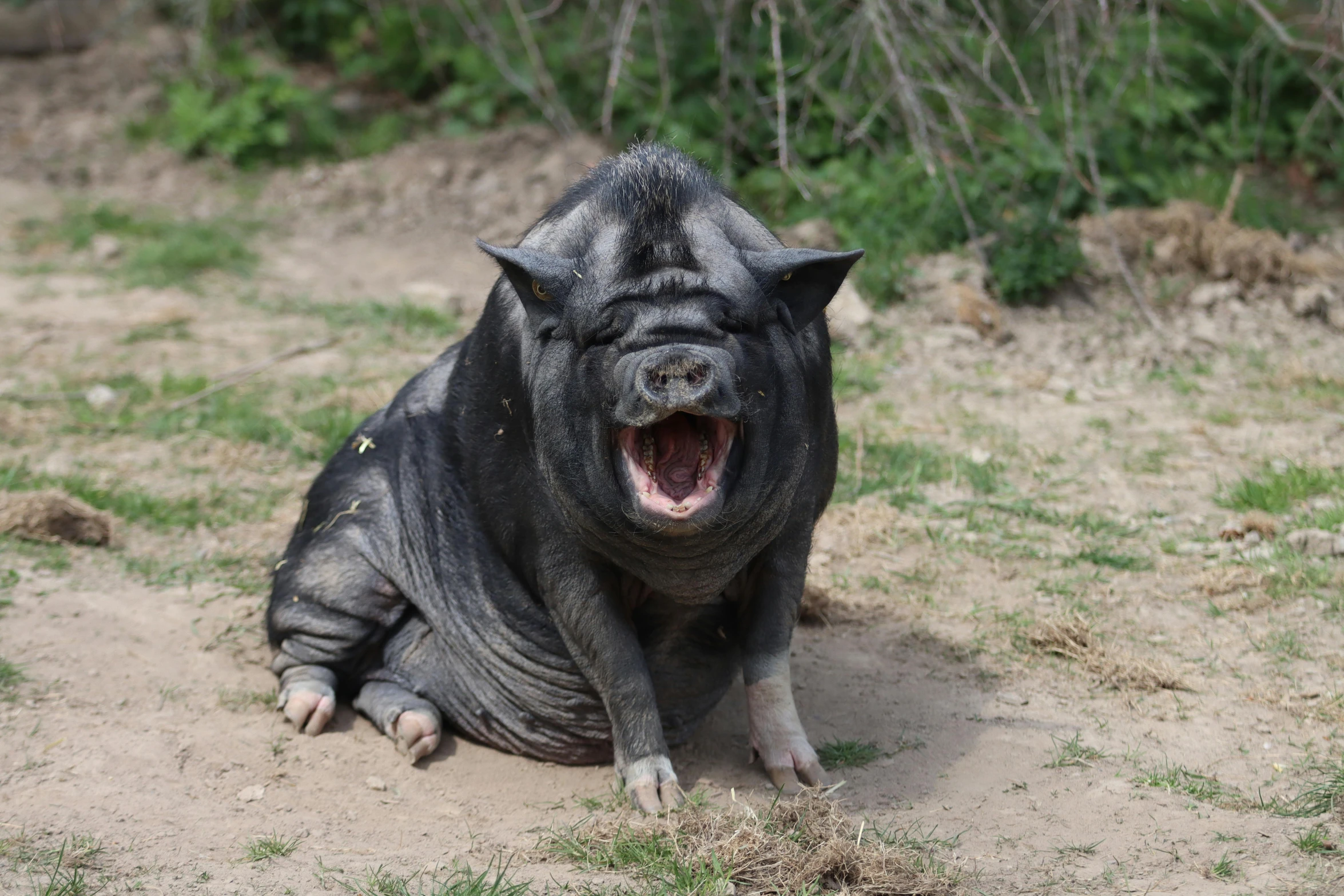 a large black pig sitting on top of a dirt field, pexels contest winner, baroque, with mouth open, loin cloth, grey skinned, waving and smiling