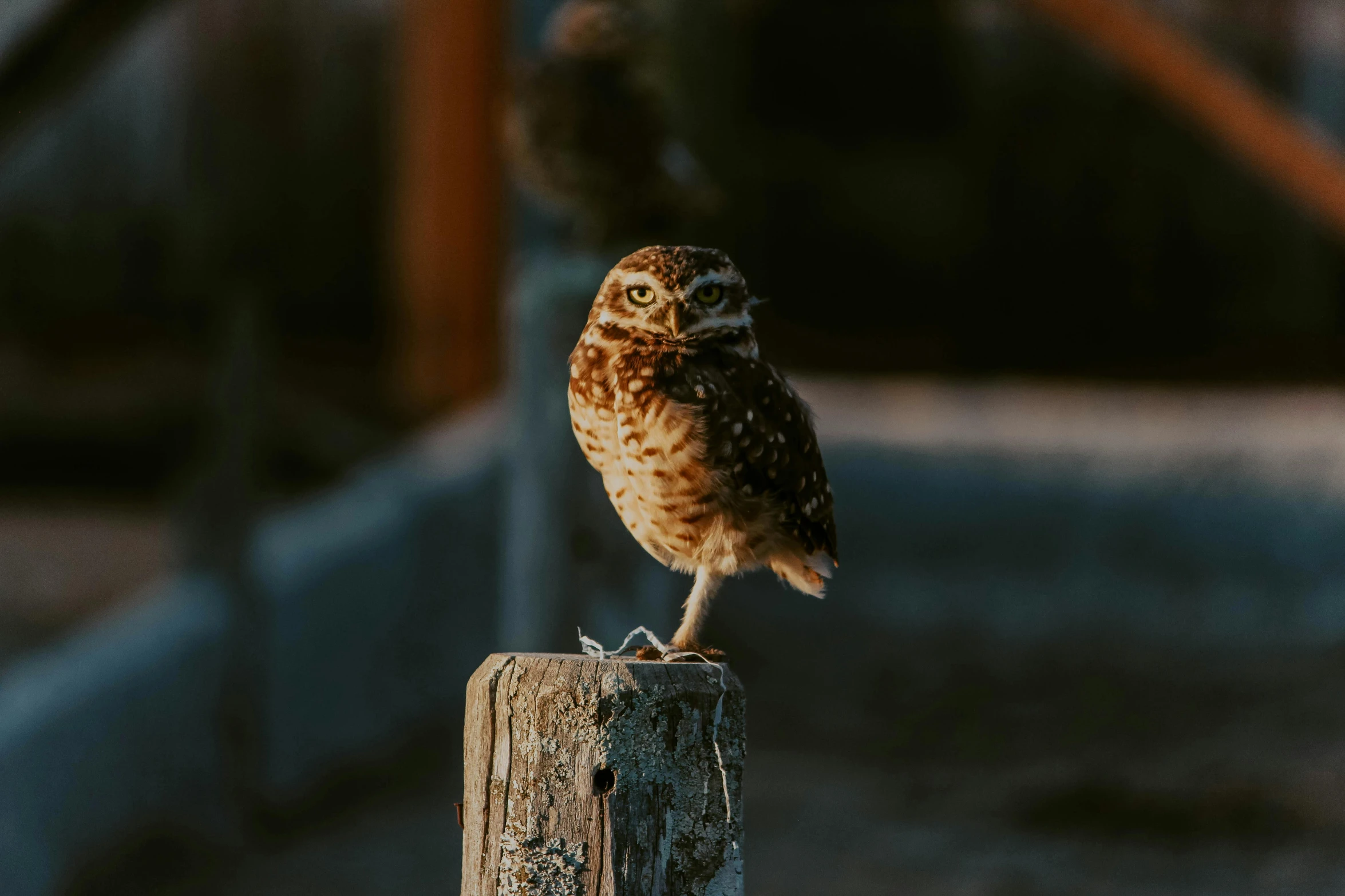 a small owl sitting on top of a wooden post, pexels contest winner, 🦩🪐🐞👩🏻🦳, warm glow, in the middle of a small colony, miniature animal