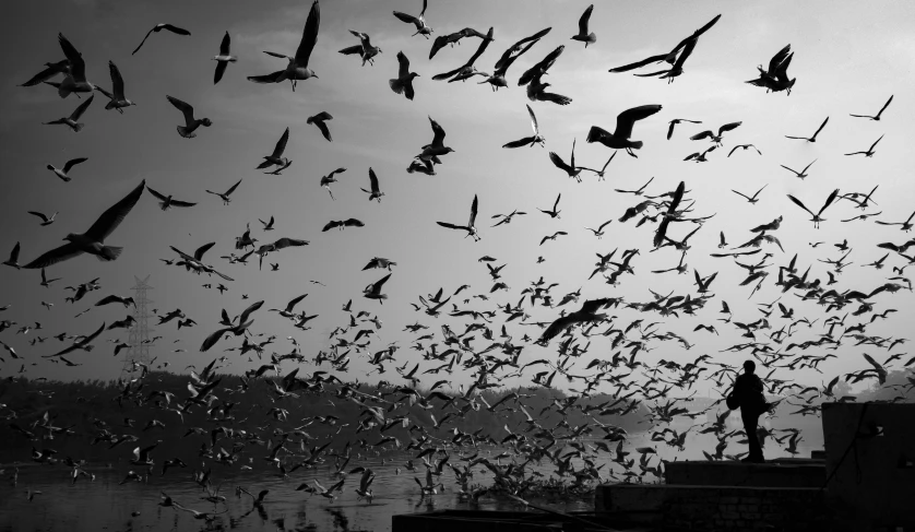 a flock of birds flying over a body of water, a black and white photo, by Giovanni Pelliccioli, photostock, nepal, harbor, getty images