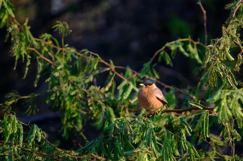 a bird sitting on top of a tree branch, pexels contest winner, hurufiyya, spring early morning, cedar, broadshouldered, small chin