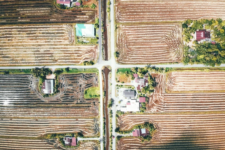 an aerial view of a field of crops, unsplash, conceptual art, houses and roads, indonesia, square lines, brown