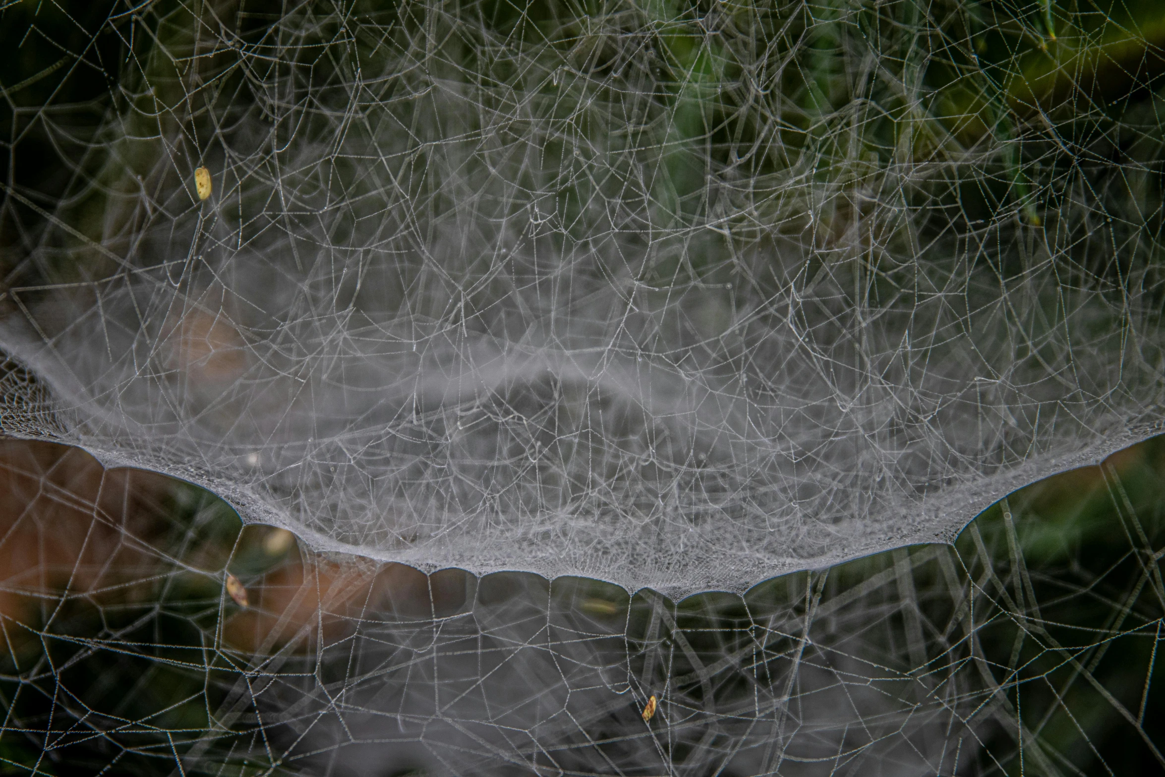 a close up of a spider web on a tree, by Daniel Lieske, pexels contest winner, net art, draped with water and spines, at home, glossy surface, round-cropped