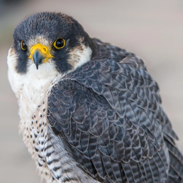 a close up of a bird of prey, pexels contest winner, confident smirk, grey, falco lombardi from starfox, rounded eyes