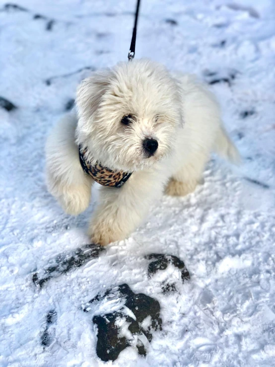 a small white dog on a leash in the snow, by Lucia Peka, trending on reddit, fan favorite, similar to malfoy, furry paws furry, scottish