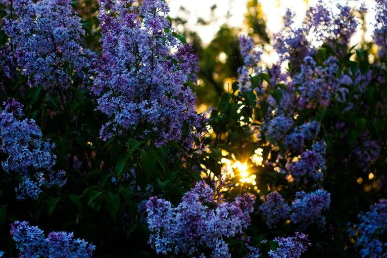 a bunch of purple flowers sitting on top of a lush green field, unsplash, romanticism, setting sun, lilacs, with backlight, in a cottagecore flower garden