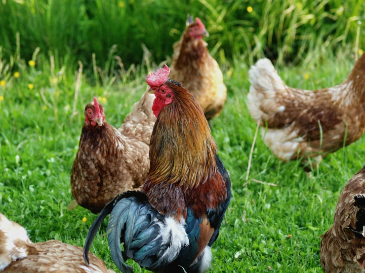 a group of chickens standing on top of a lush green field, profile image