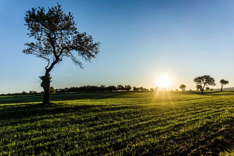 a lone tree in the middle of a green field, pexels contest winner, land art, sun down, laying under a tree on a farm, panoramic shot, high quality photos