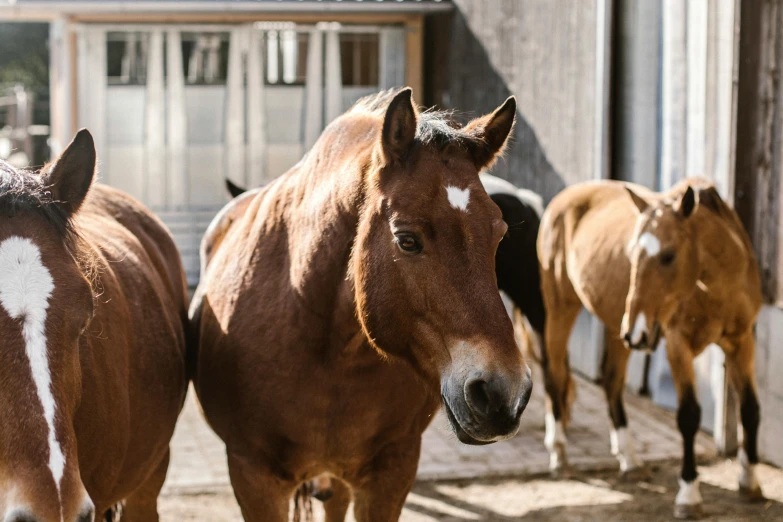 a group of horses standing next to each other, pexels contest winner, of augean stables, profile image, thumbnail