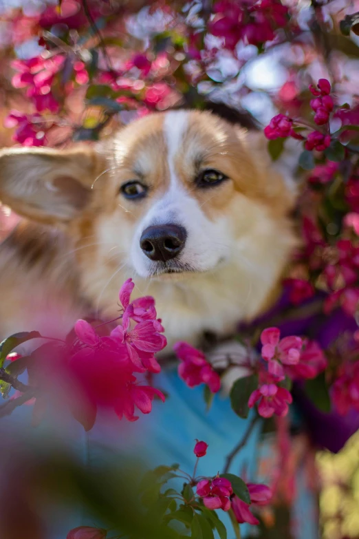 a dog that is sitting in some flowers, corgi, unsplash photo contest winner, bougainvillea, persephone in spring