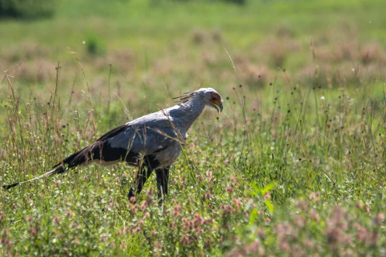 a bird standing on top of a lush green field, hurufiyya, grey skinned, eating, no cropping, fan favorite