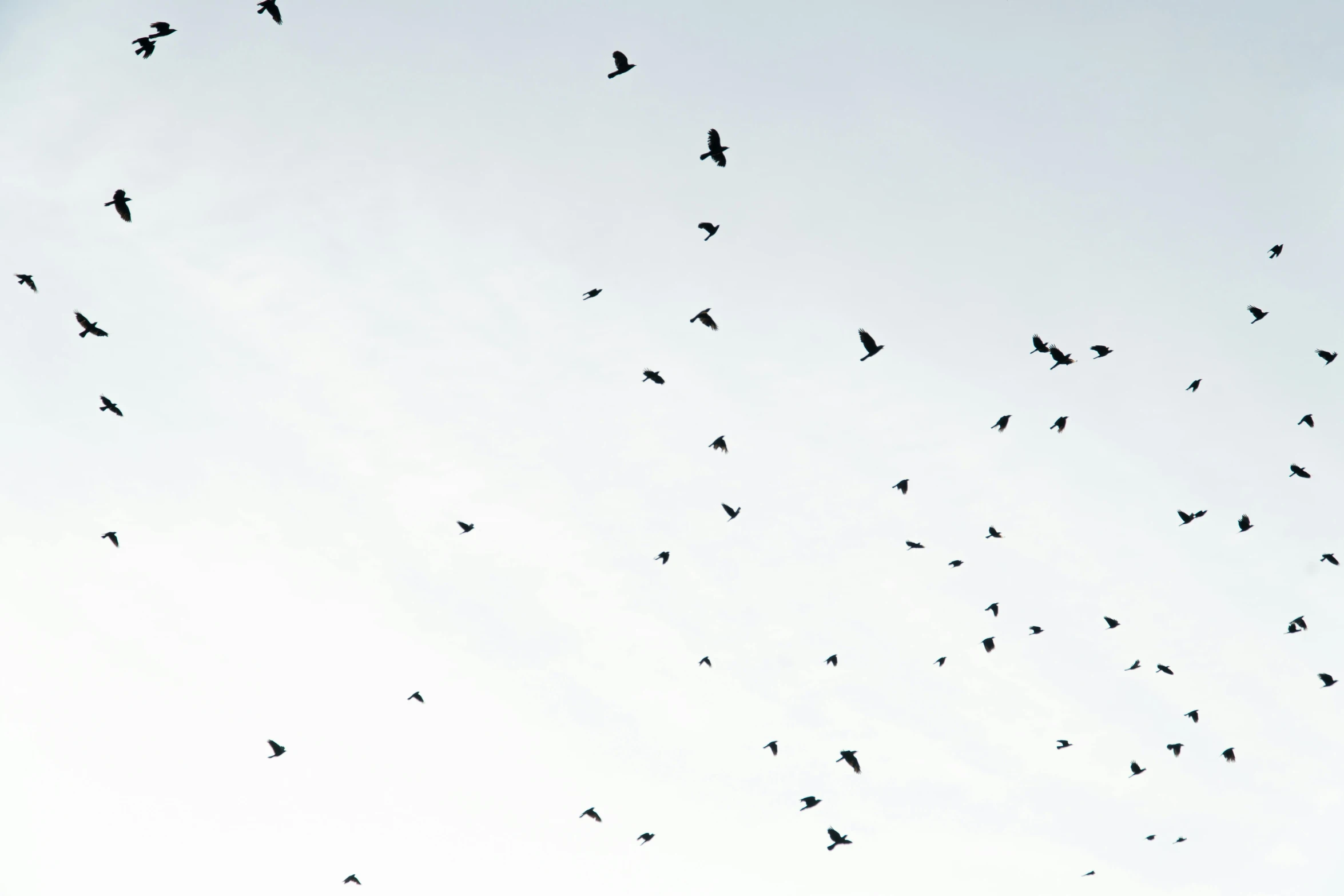 a flock of birds flying in the sky, an album cover, by Matija Jama, pexels, minimalism, black crows, feeds on everything, untitled, scattered