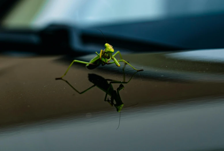 a close up of a grasshopper on the hood of a car, pexels contest winner, nvidia rtx reflections, very thin, on a coffee table, aggressive pose