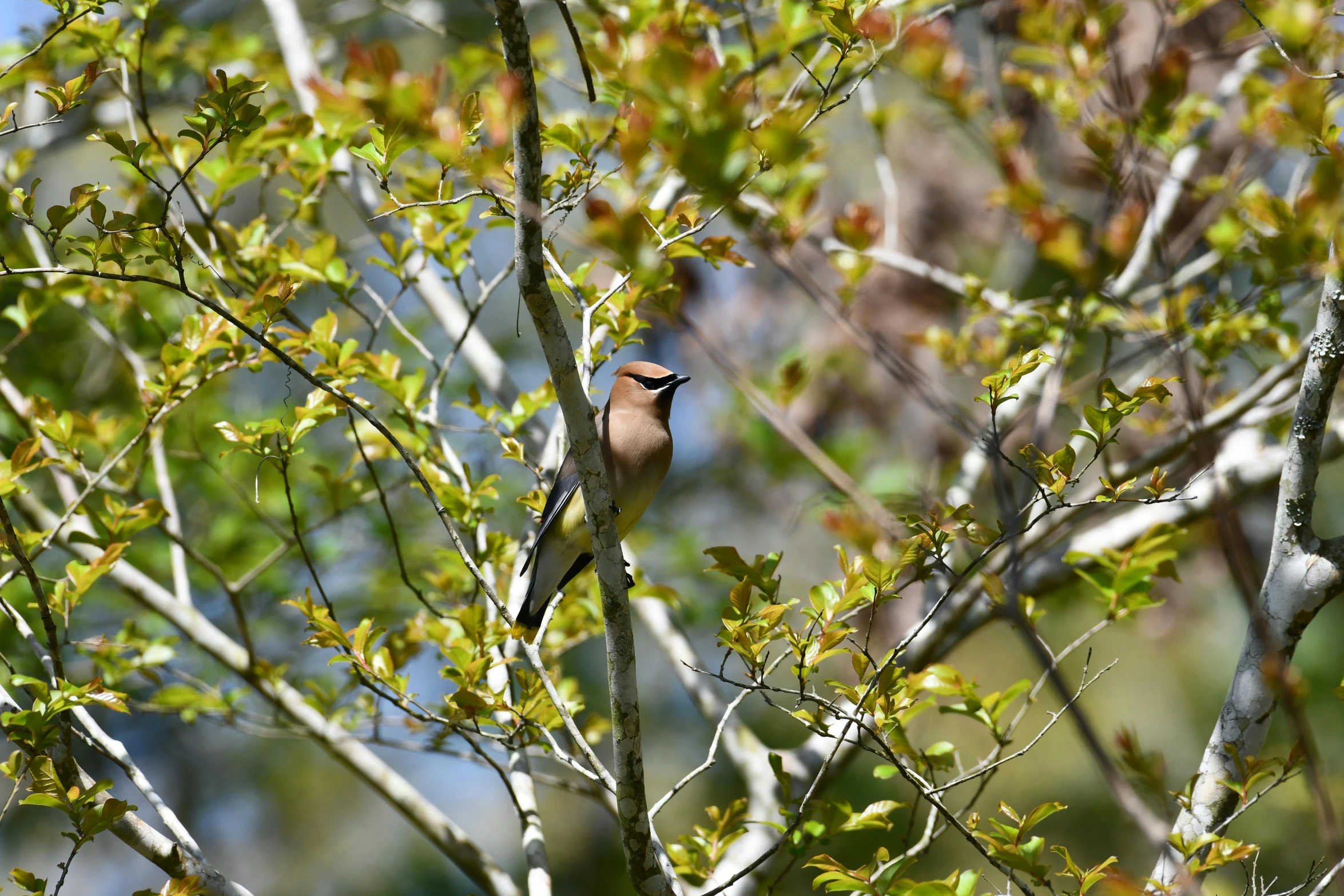 a bird sitting on top of a tree branch, in the sun, amongst foliage, photograph of april, high res photo