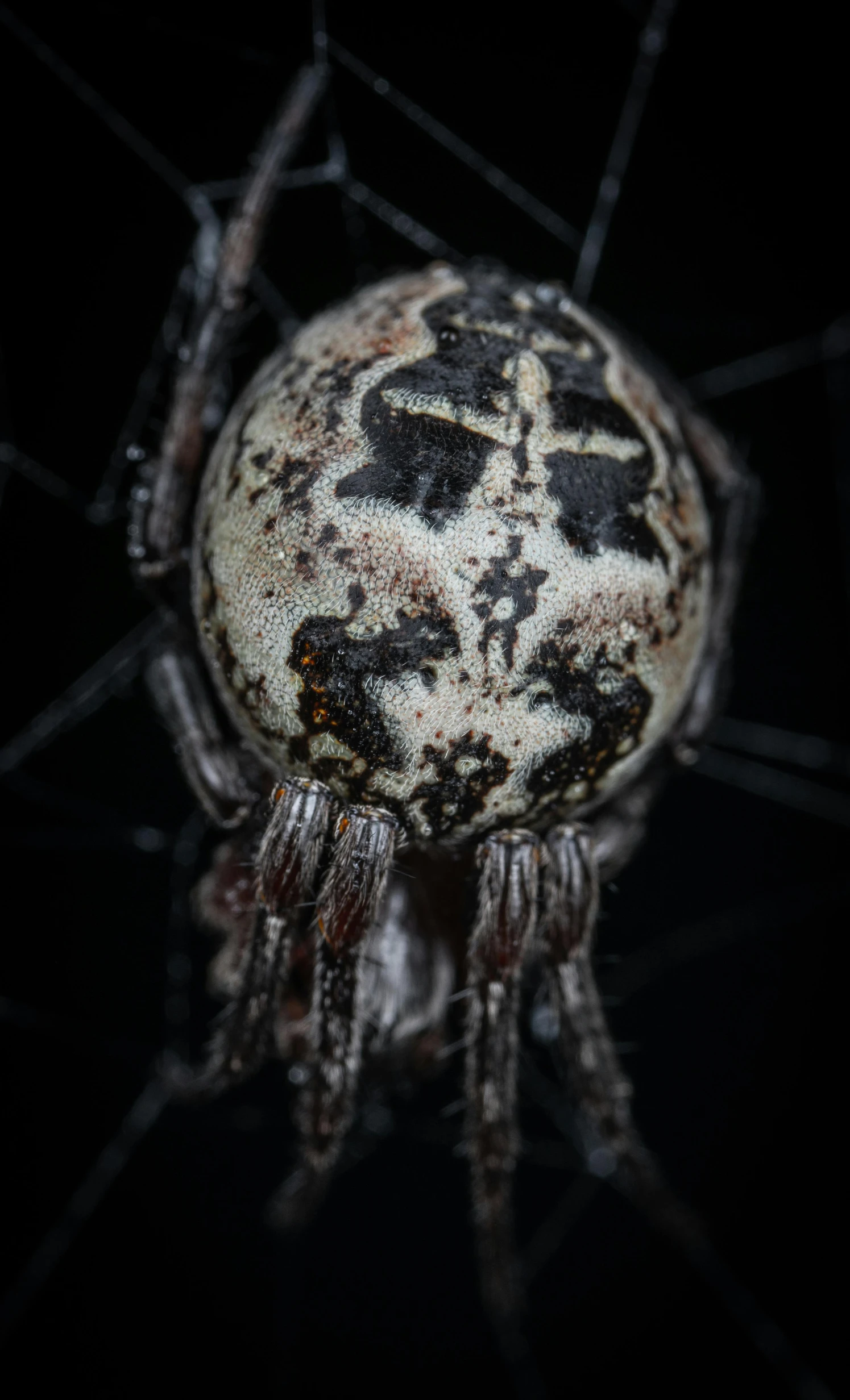 a close up of a spider on a web, a portrait, by Robert Brackman, gray mottled skin, orb, dark and intricate, hanging