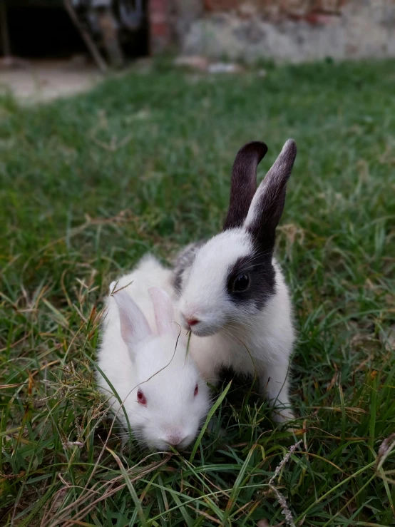 a couple of rabbits sitting on top of a lush green field, profile image