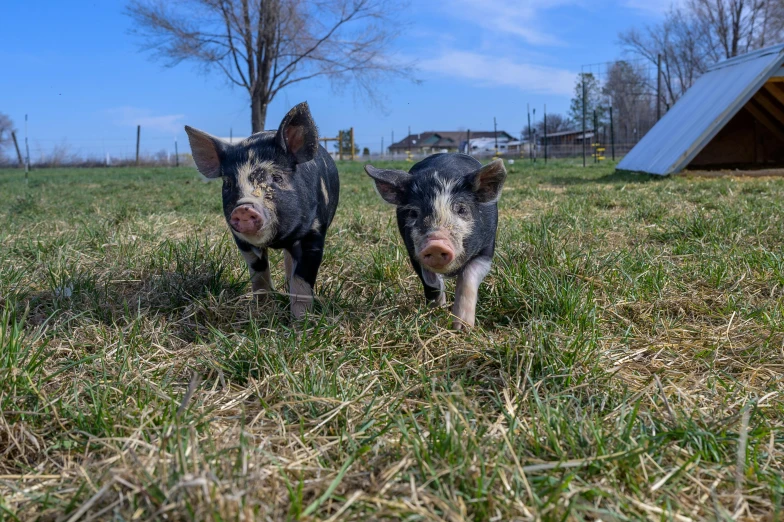 a couple of pigs standing on top of a grass covered field, facing the camera