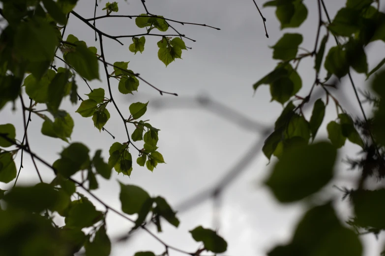 a bird sitting on top of a tree branch, by Jay Hambidge, unsplash, leaves in foreground, overcast, betula pendula, view from ground