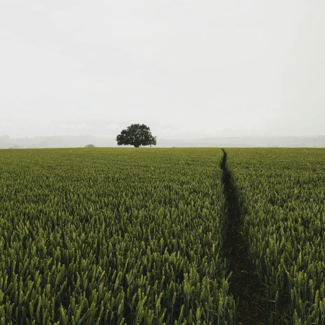 a lone tree in the middle of a field, unsplash contest winner, postminimalism, rows of lush crops, large path, slight overcast lighting, shot on hasselblad