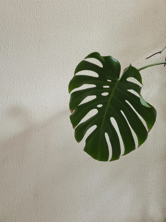 a close up of a plant in a vase on a table, big leaf bra, taken on iphone 1 3 pro, low quality photo, on a wall