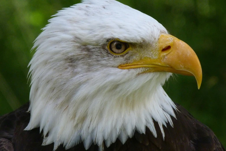 a close up of a bald eagle with a green background, pexels contest winner, 🦩🪐🐞👩🏻🦳, eagle feather, closeup 4k, with a white muzzle