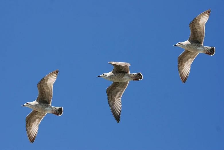 three seagulls flying in a blue sky, by David Budd, pexels, high polygon, birdeye, in a row, threes