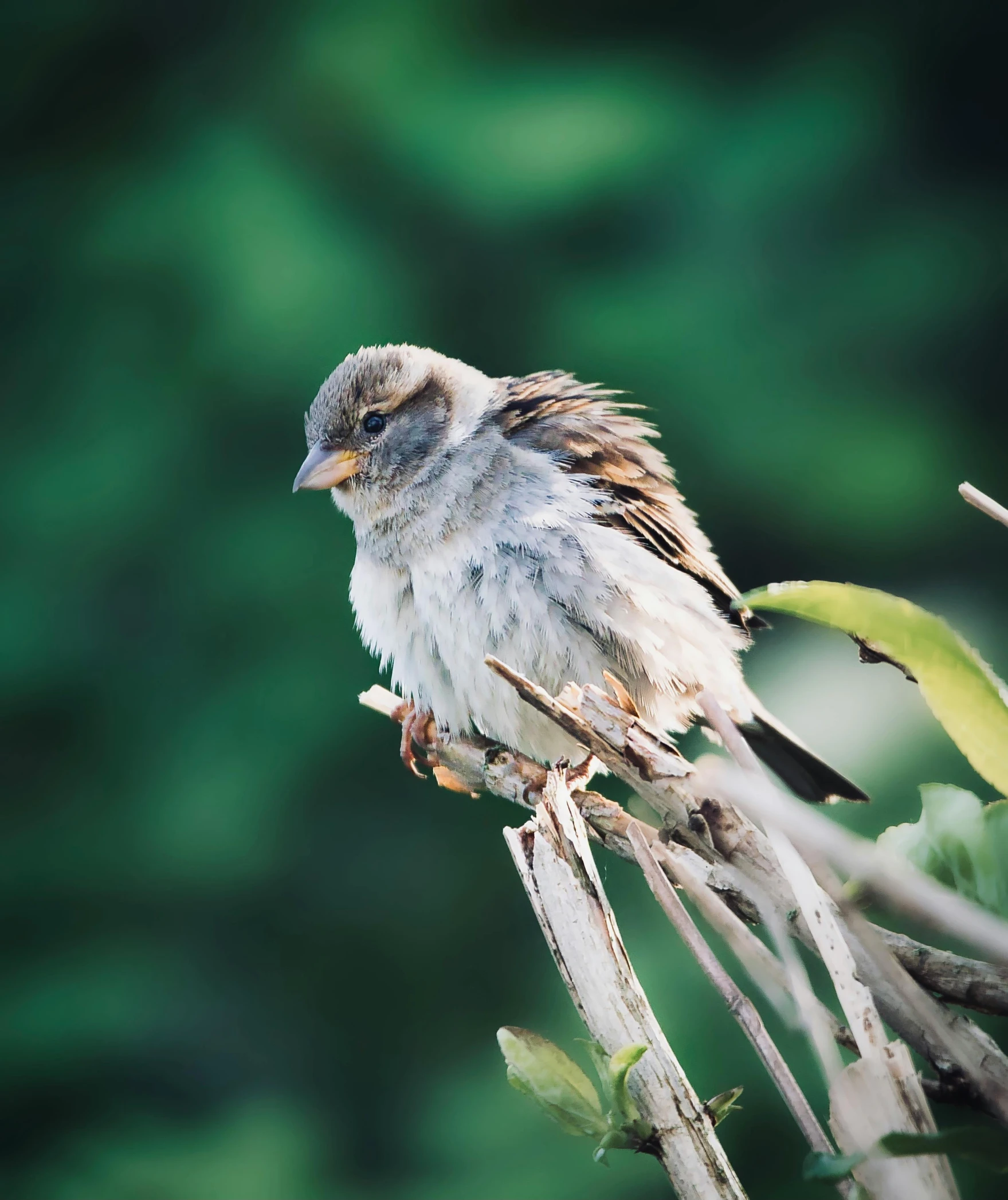 a small bird sitting on top of a tree branch, a portrait, pexels contest winner, nearly napping, sparrows, immature, gif