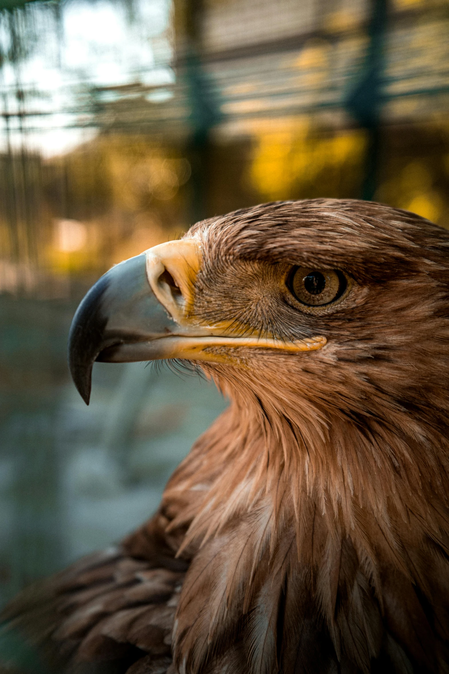 a close up of a bird of prey in a cage, a portrait, pexels contest winner, hurufiyya, profile image, gold, australian, second eagle head