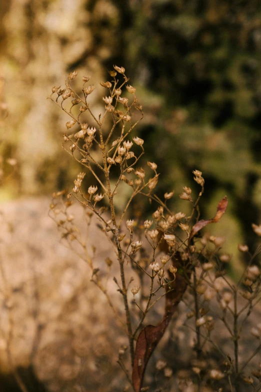 a red fire hydrant sitting on top of a lush green field, a picture, inspired by Elsa Bleda, unsplash, tonalism, made of dried flowers, gold flaked flowers, cliffside, muted brown