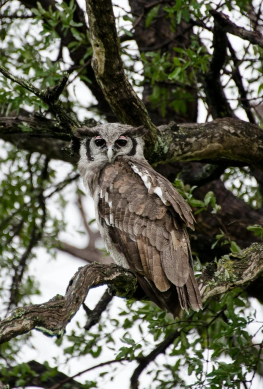 an owl sitting on top of a tree branch, by Gwen Barnard, hurufiyya, large antennae, overcast day, close to the camera, grey skinned