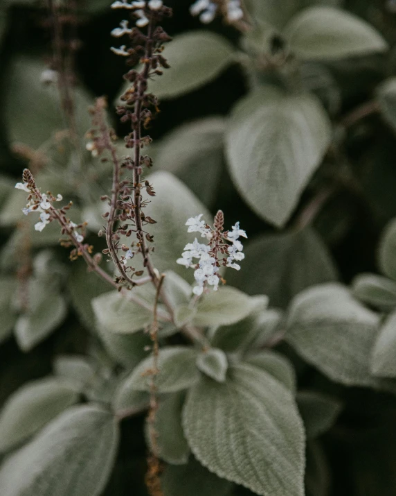 a close up of a plant with white flowers