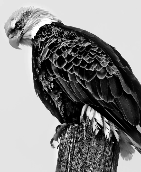 a black and white photo of a bald eagle, by Jan Tengnagel, platon, sittin, by greg rutkowski, sharp image