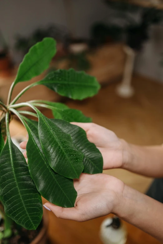 a close up of a person holding a plant, large leaves, hand on table, holding khopesh, plumeria