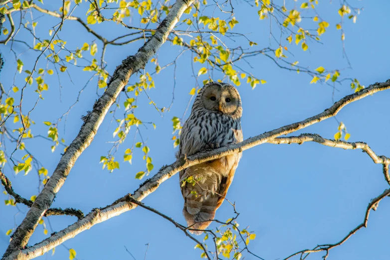 a large owl sitting on top of a tree branch, by Sven Erixson, pexels contest winner, bright sunny day, “ iron bark, exterior shot, hunting